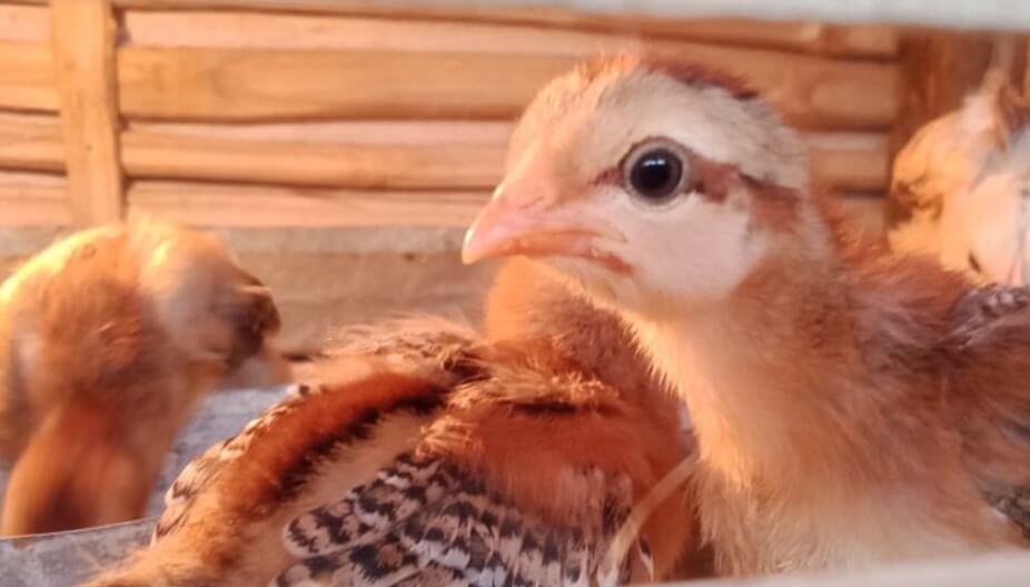Cara Ternak Ayam Kampung Cepat Panen