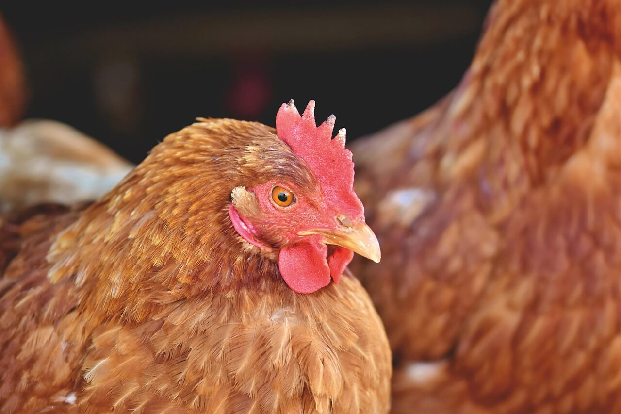 Grosir Peternakan Ayam Potong Lokasi di Kabupaten Takalar