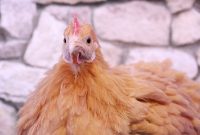 Ready Stock Peternakan Ayam Potong Lokasi Kelurahan <wilayah>Kalemandalle</wilayah>
