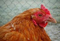 Jual Peternakan Ayam Potong di <wilayah>Kabupaten Maros</wilayah>