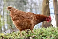 Jual Peternakan Ayam Potong Lokasi Kelurahan <wilayah>Pakatto</wilayah>